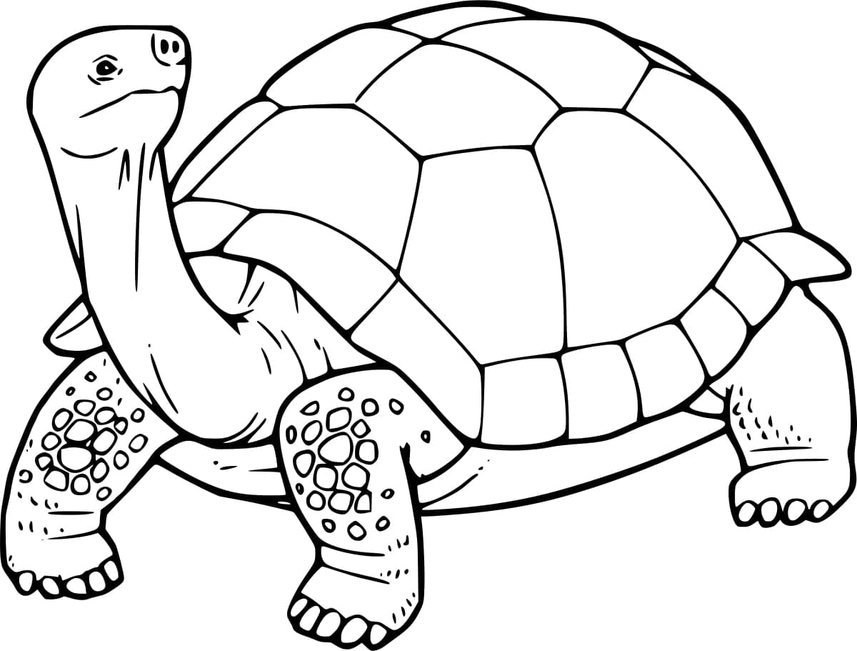 Regular Tortoise Coloring Page Download Print Or Color Online For Free Regular Tortoise Coloring Page Download Print Or Color Online For Free