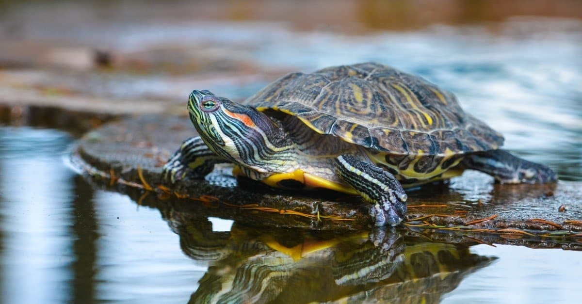River Turtle Animal Facts AZ Animals River Turtle Animal Facts AZ Animals