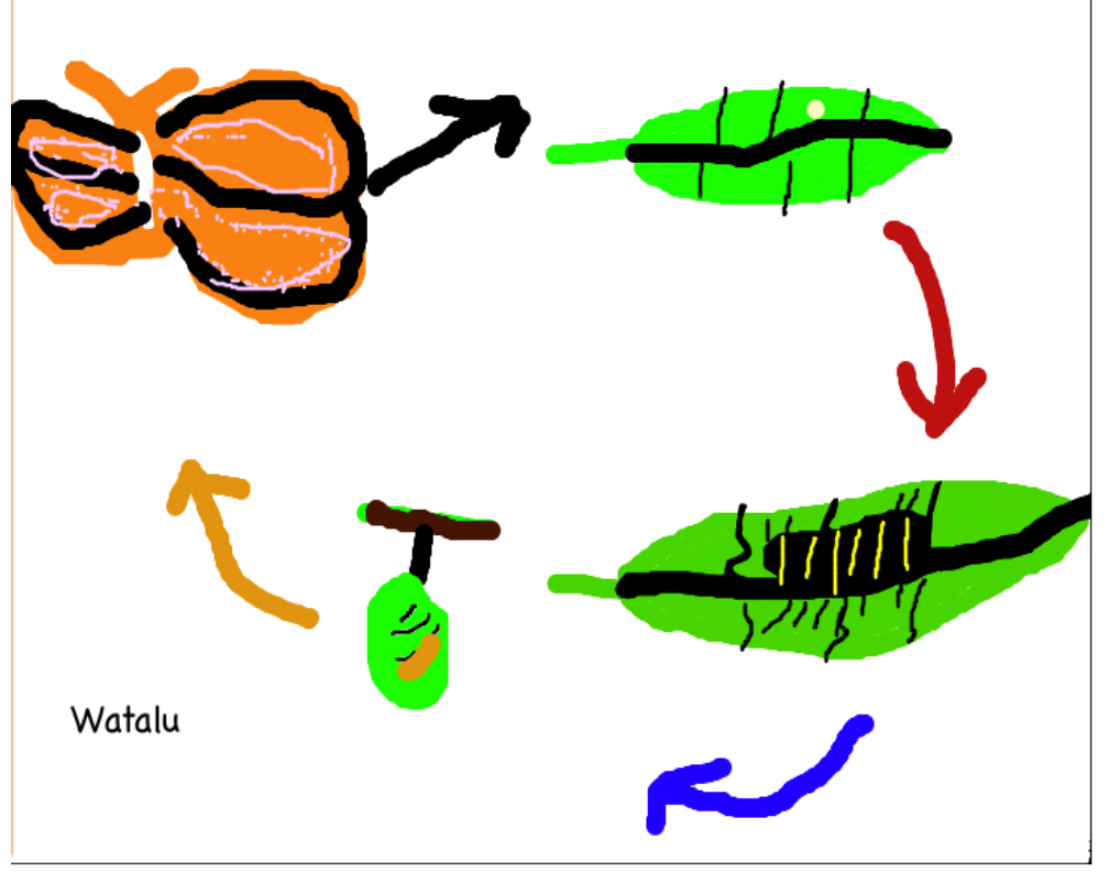 Room 3 Sunnybrae Normal School A Caterpillars Life Cycle Room 3 Sunnybrae Normal School A Caterpillars Life Cycle