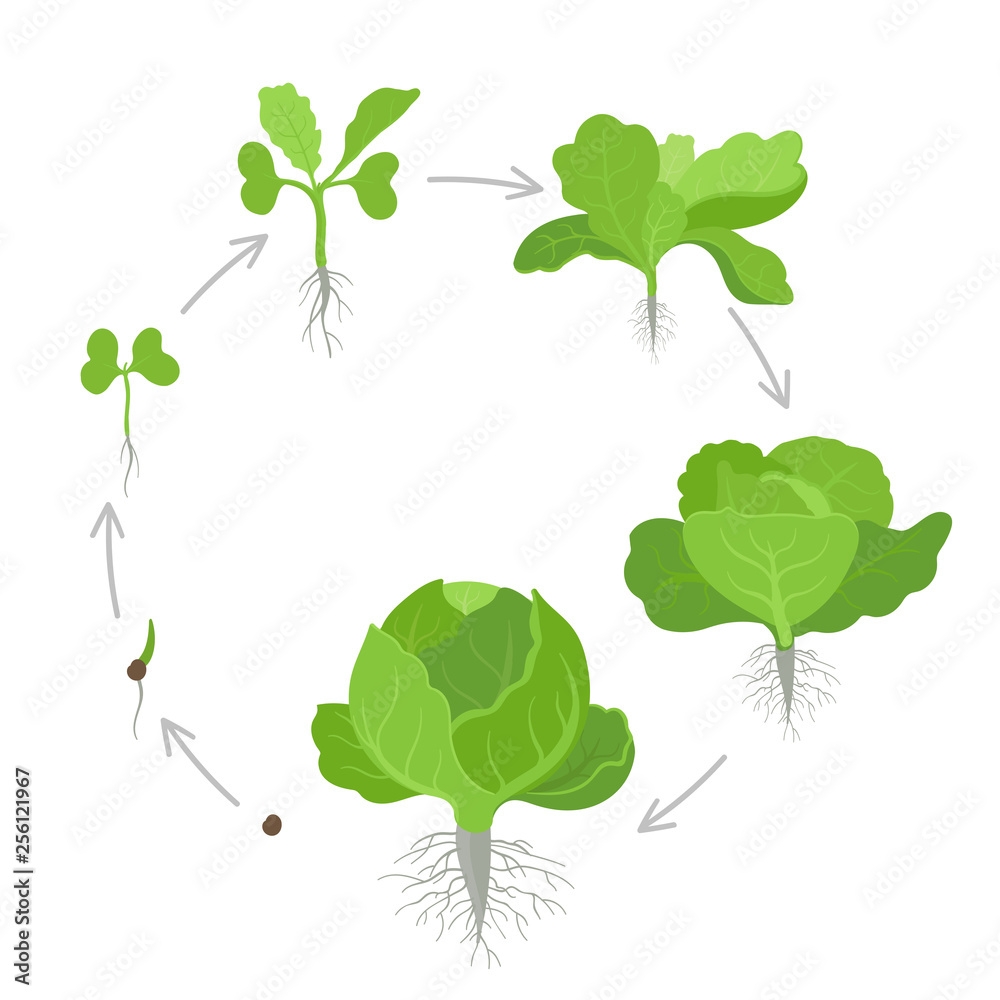 Round Crop Stages Of Headed Cabbage Growing Cabbage Plants Circular Round Crop Stages Of Headed Cabbage Growing Cabbage Plants Circular