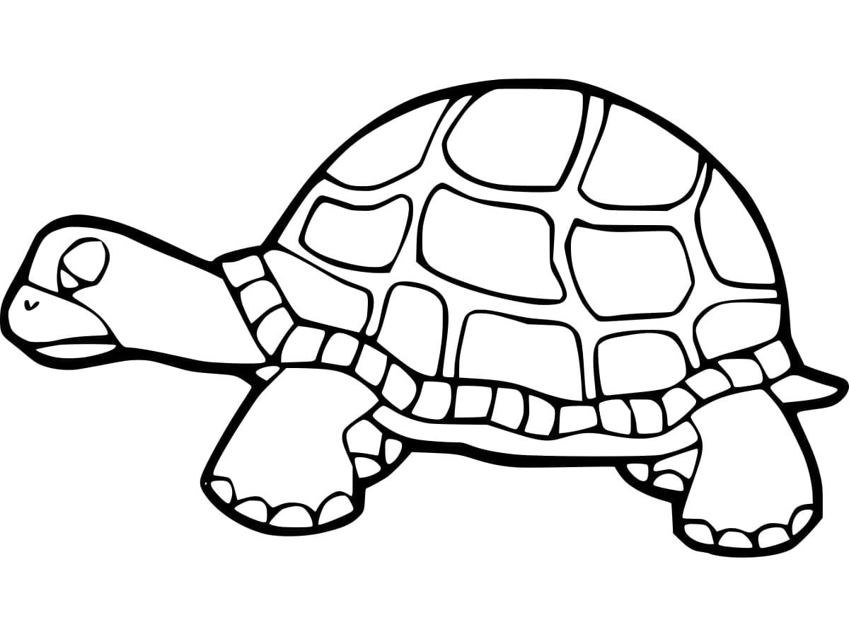 Sad Tortoise Coloring Page Download Print Or Color Online For Free Sad Tortoise Coloring Page Download Print Or Color Online For Free