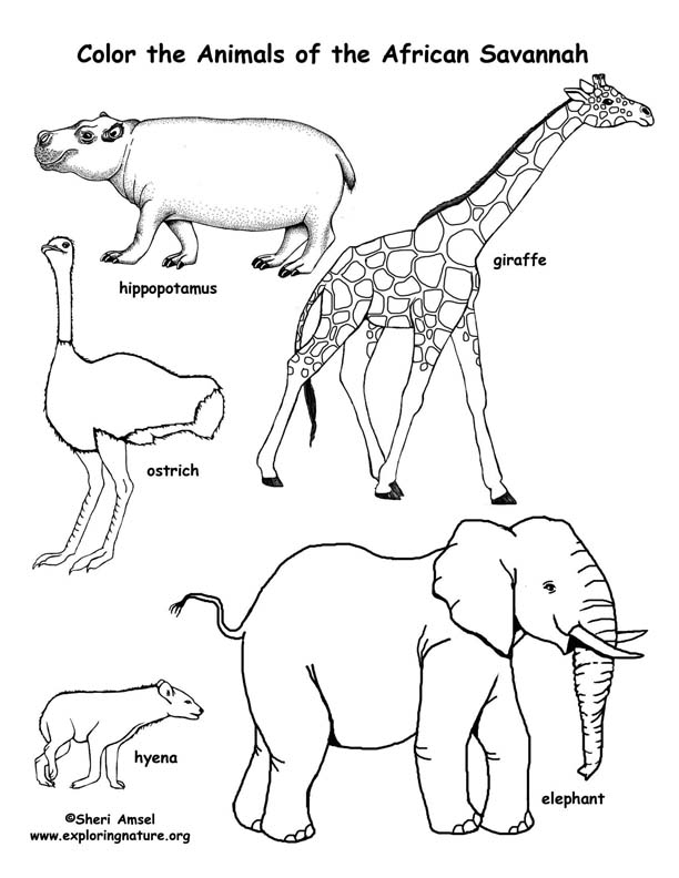 Savanna African Animals Coloring Page Savanna African Animals Coloring Page