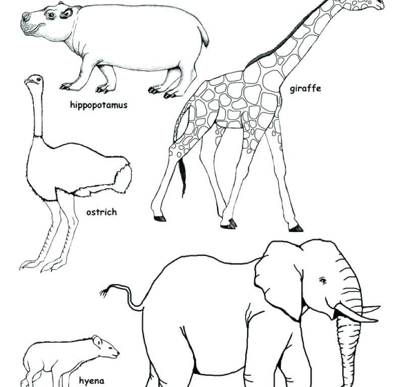 coloring pages for savanna animals coloring pages for savanna animals