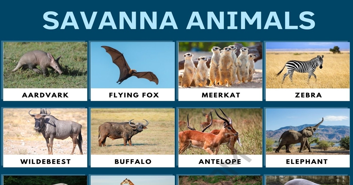 free printable african savanna animals free printable african savanna animals