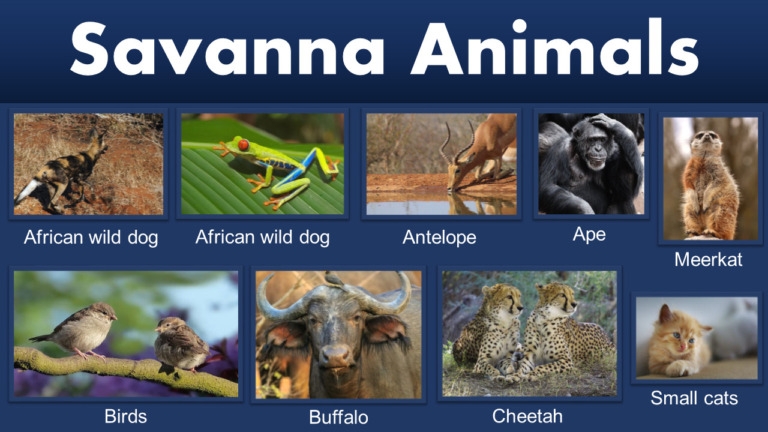 Savanna Animals Savanna Animals Names With Pictures PDF GrammarVocab Savanna Animals Savanna Animals Names With Pictures PDF GrammarVocab