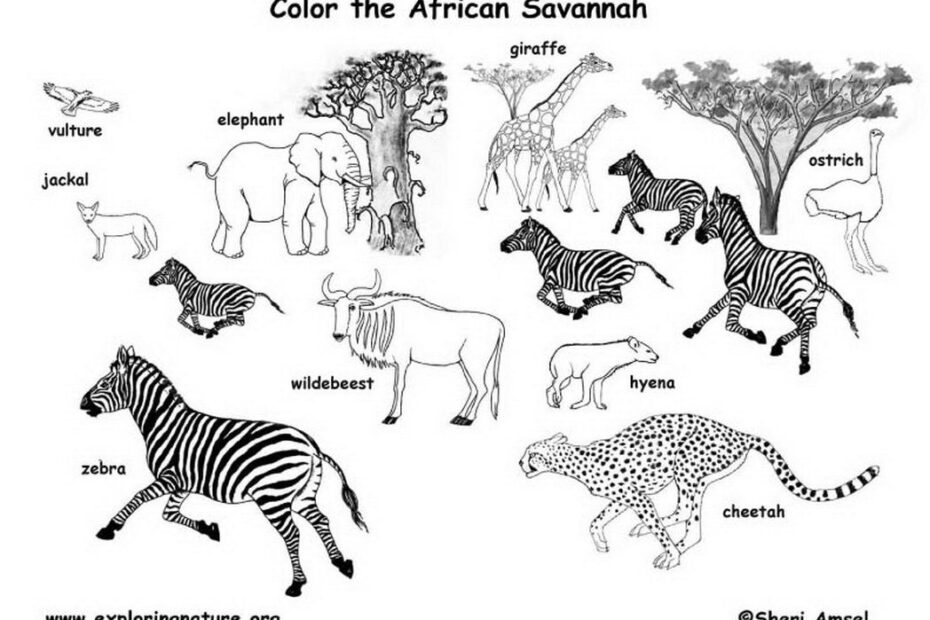 Savanna Coloring Pages Coloring Home