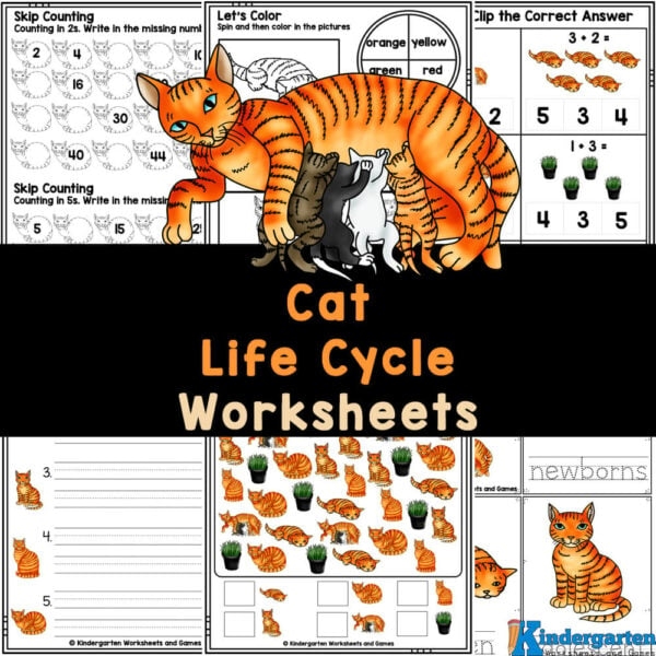 Cat Life Cycle for Kids Cat Life Cycle for Kids