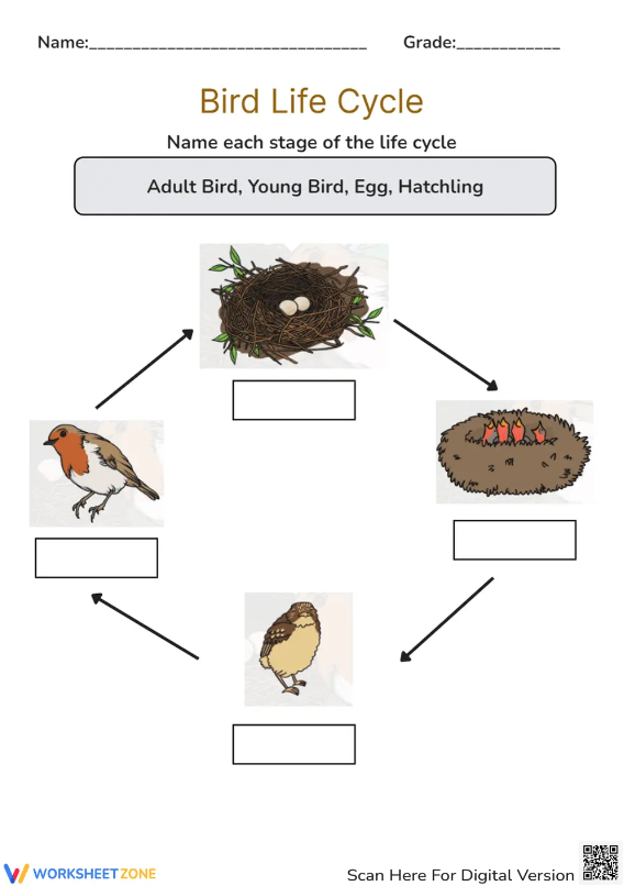Science Worksheets Life Cycle Of A Bird Interactive Science Worksheets Life Cycle Of A Bird Interactive