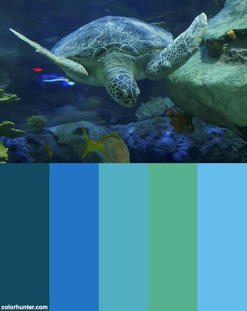 Sea Turtle Color Scheme Color Palette Turtle Sea Turtle Sea Turtle Color Scheme Color Palette Turtle Sea Turtle