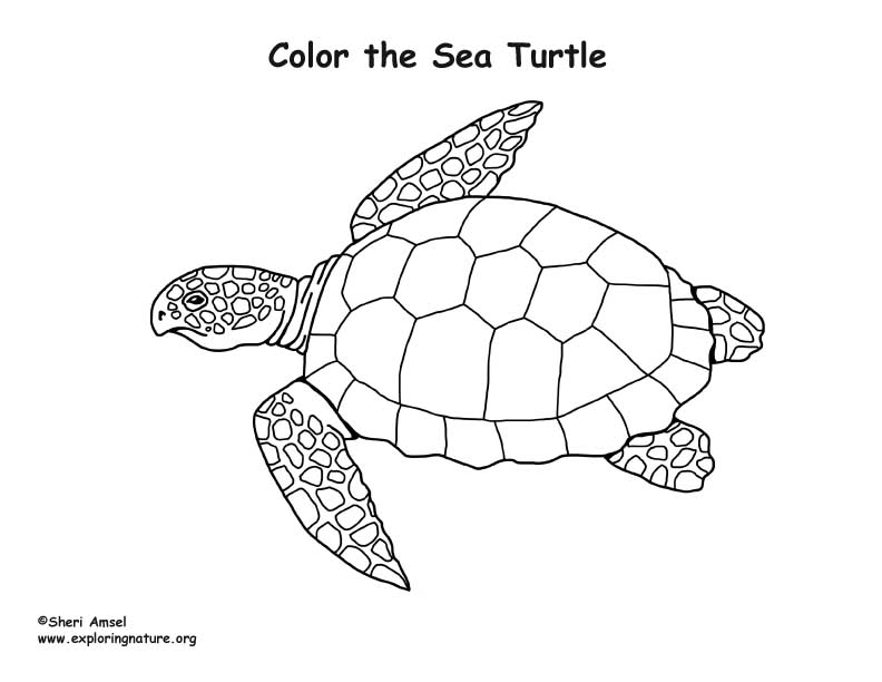 Sea Turtle Coloring Nature Sea Turtle Coloring Nature