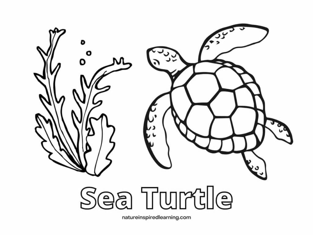 Sea Turtle Coloring Page Sea Turtle Coloring Page