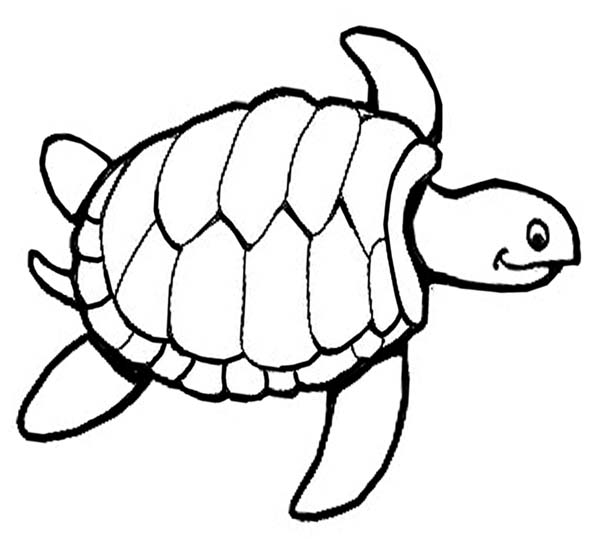 Sea Turtle Coloring Page ColoringMe