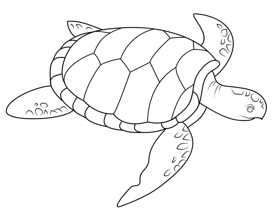 Sea Turtle Coloring Pages Coloring Cool Sea Turtle Coloring Pages Coloring Cool