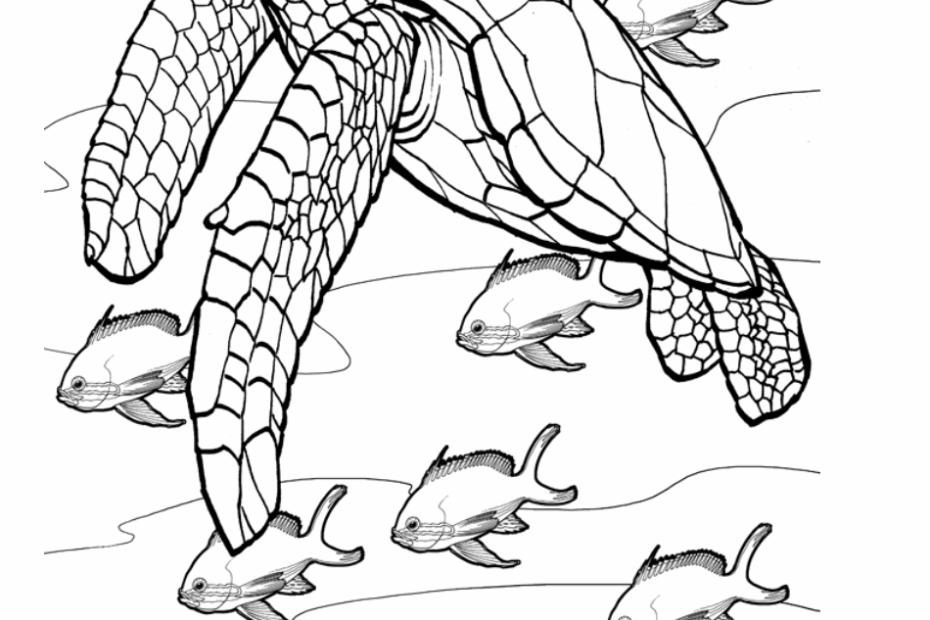 Sea Turtle Coloring Sheet Download Printable PDF Templateroller