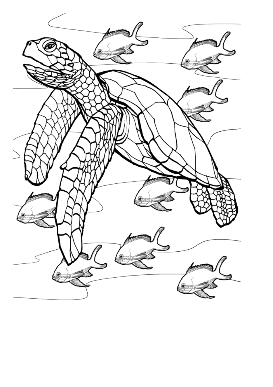 Sea Turtle Coloring Sheet Download Printable PDF Templateroller Sea Turtle Coloring Sheet Download Printable PDF Templateroller