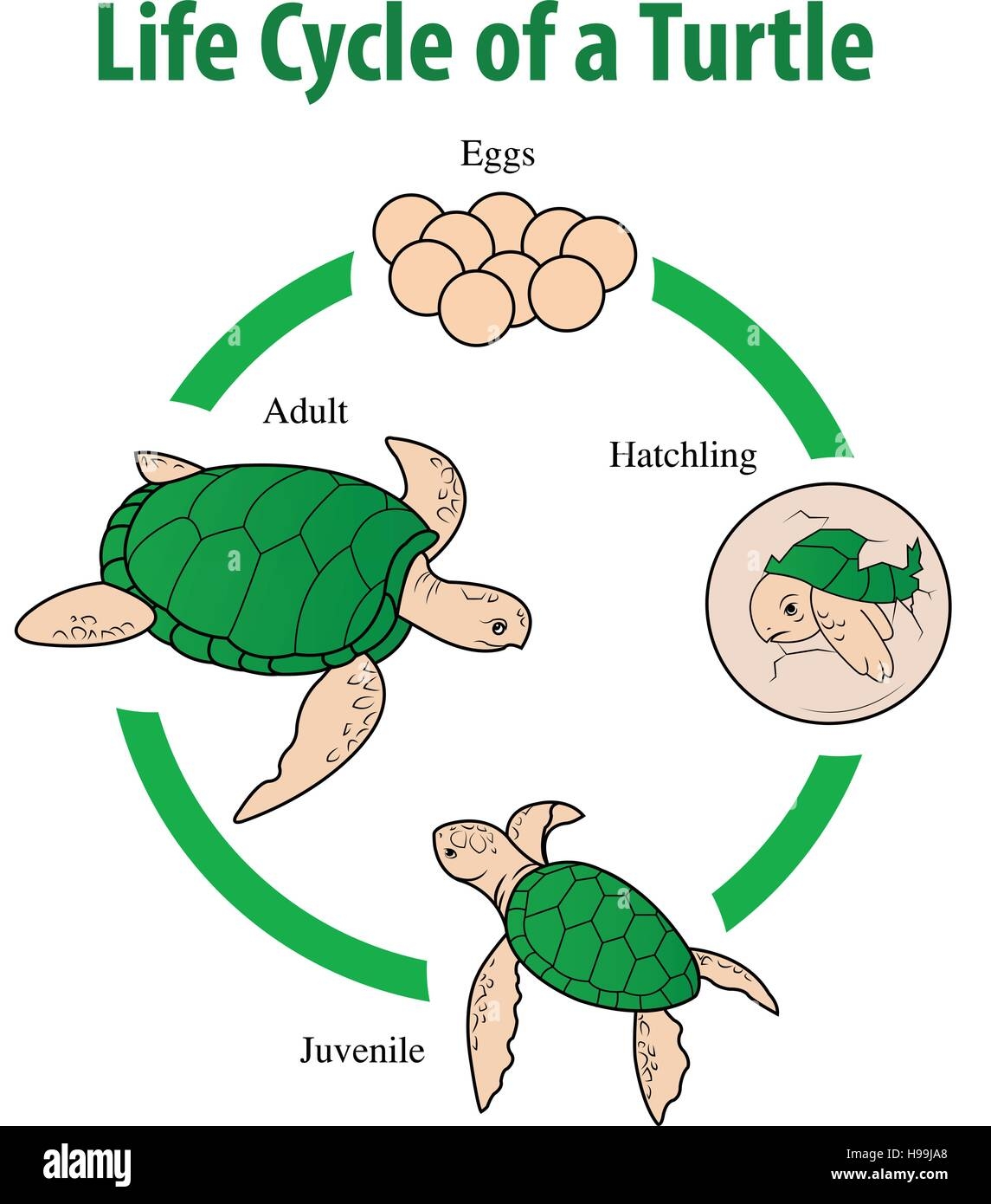 Sea Turtle Diagram Turtle Life Cycle Sea Turtle Life Cycle Turtle Life Sea Turtle Diagram Turtle Life Cycle Sea Turtle Life Cycle Turtle Life