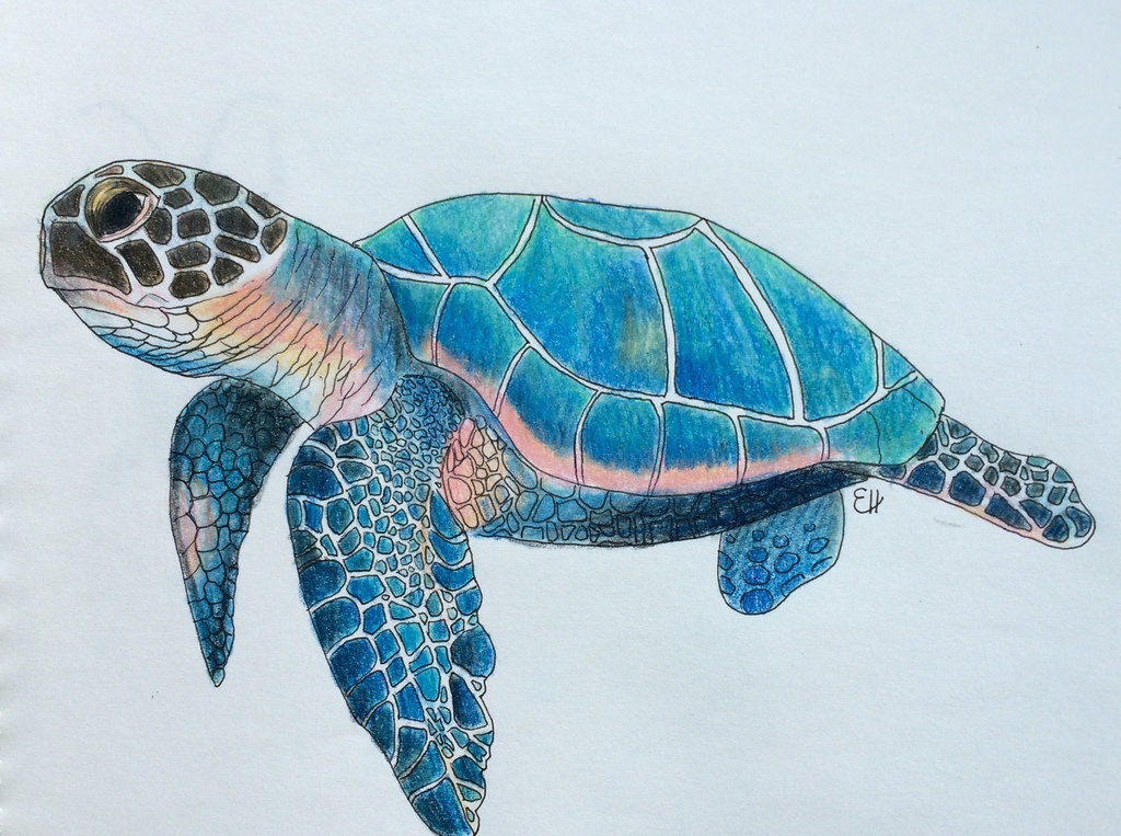 Sea Turtle Drawing Color At GetDrawings Free Download Sea Turtle Drawing Color At GetDrawings Free Download
