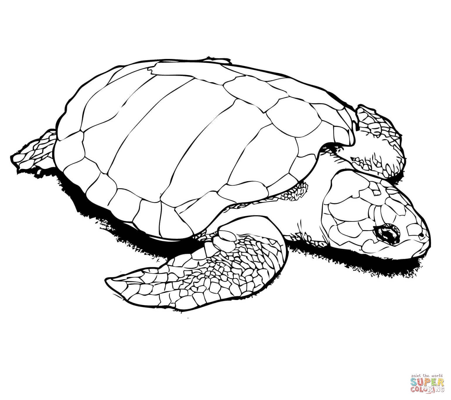 Sea Turtle Drawing Color At GetDrawings Free Download Sea Turtle Drawing Color At GetDrawings Free Download