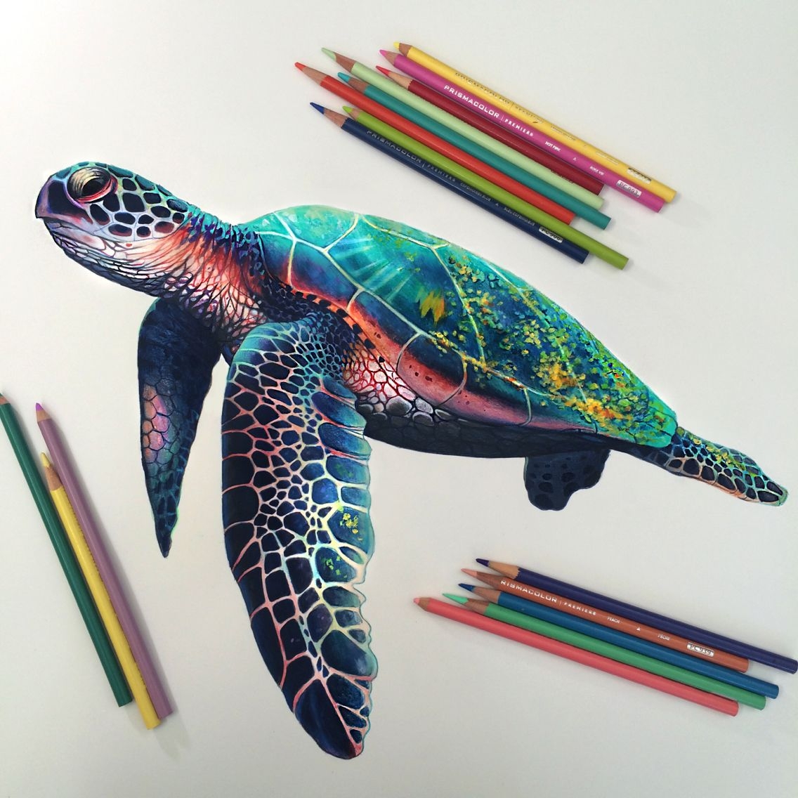 Sea Turtle Drawing Color Warehouse Of Ideas Sea Turtle Drawing Color Warehouse Of Ideas