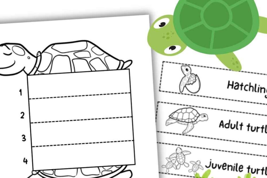 Sea Turtle Life Cycle Activity Turtle Life Cycle Sea Turtle Life
