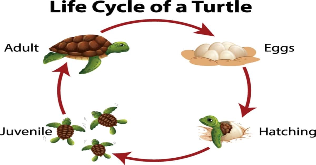 Life Cycle of a Turtle Life Cycle of a Turtle