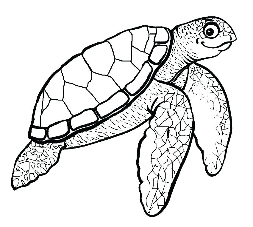 Sea Turtle Printable Coloring Pages At GetColorings Free Sea Turtle Printable Coloring Pages At GetColorings Free
