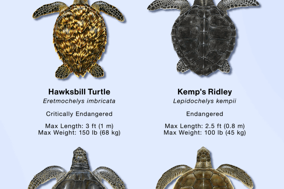 Sea Turtle Species How To Identify Them Sea Turtle Species Marine