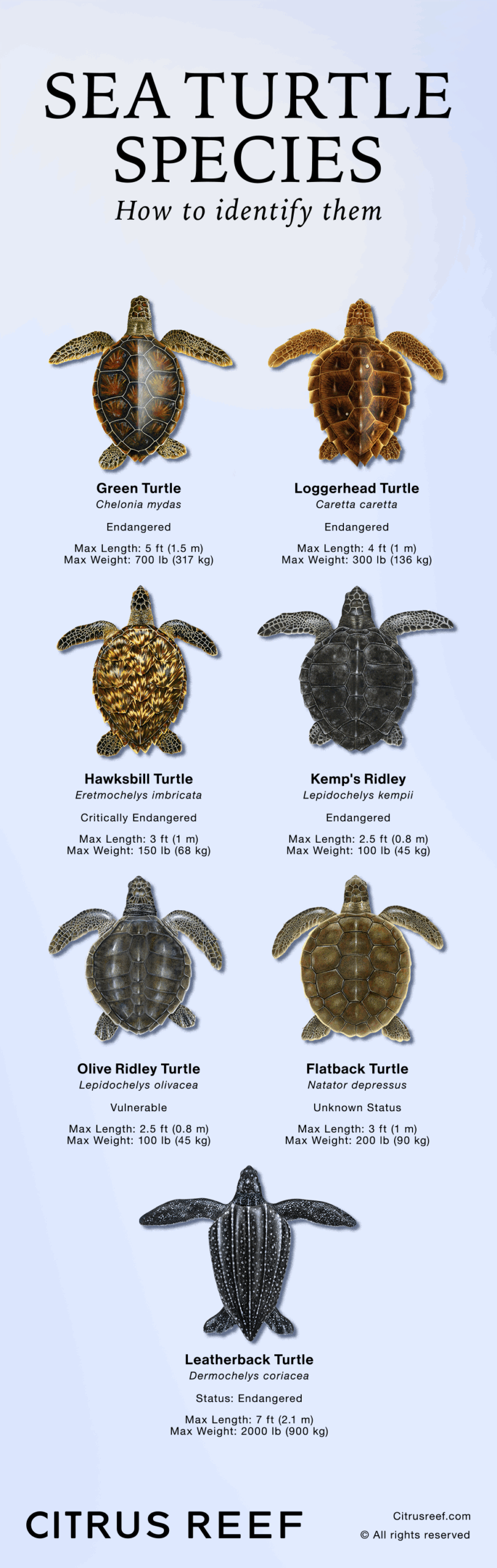 Sea Turtle Species How To Identify Them Sea Turtle Species Marine Sea Turtle Species How To Identify Them Sea Turtle Species Marine