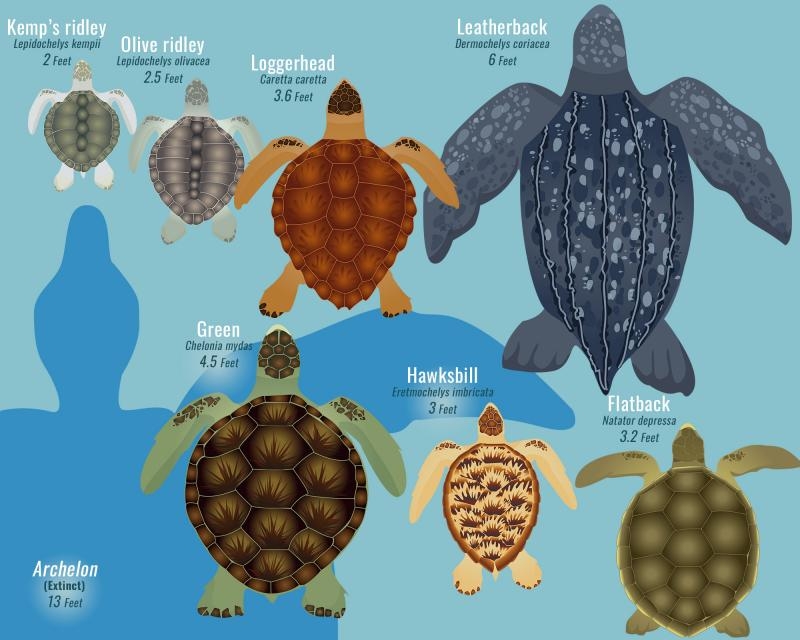what color are turtles shells what color are turtles shells