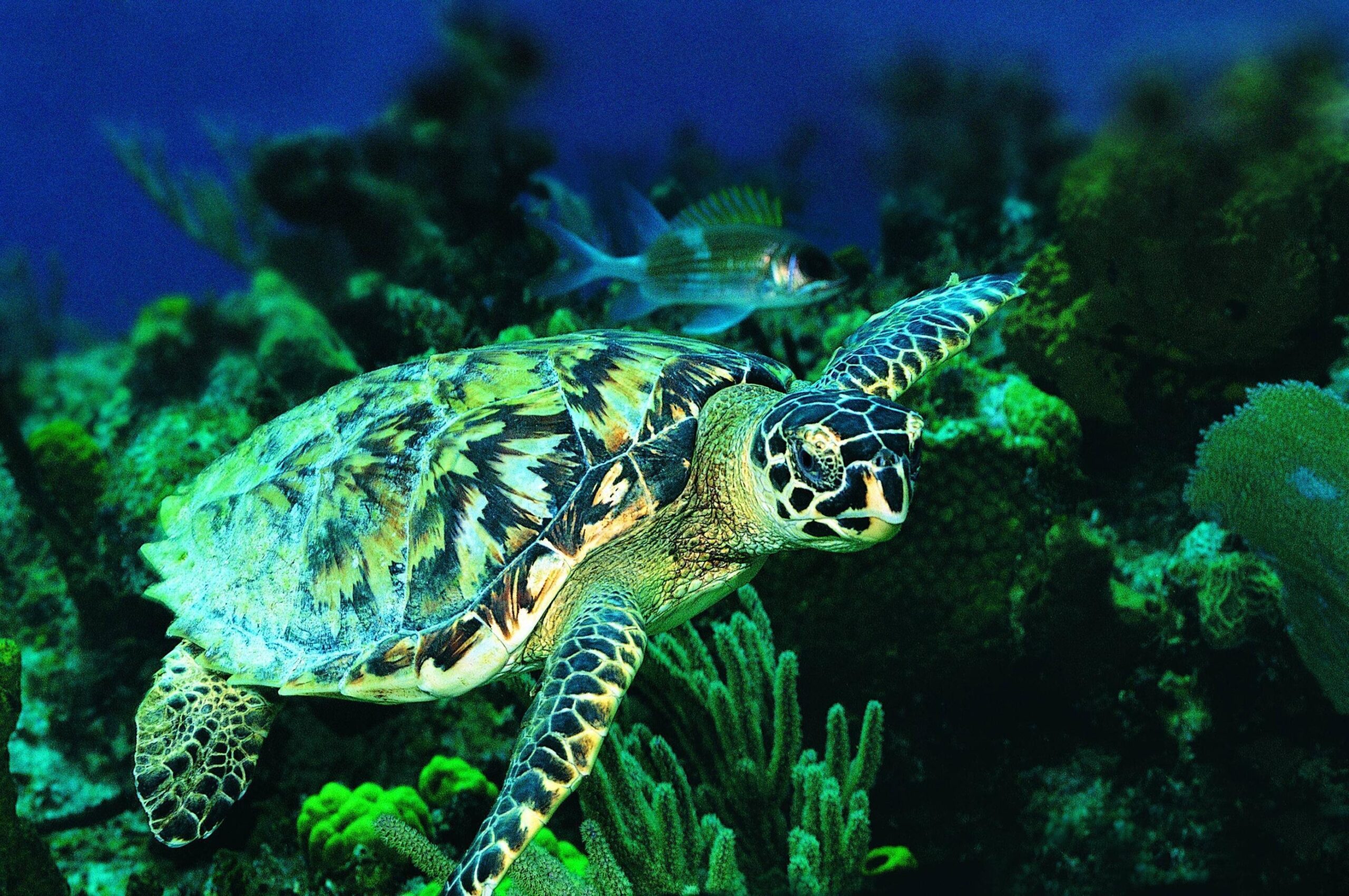 Sea Turtles Wallpapers Wallpaper Cave Sea Turtles Wallpapers Wallpaper Cave