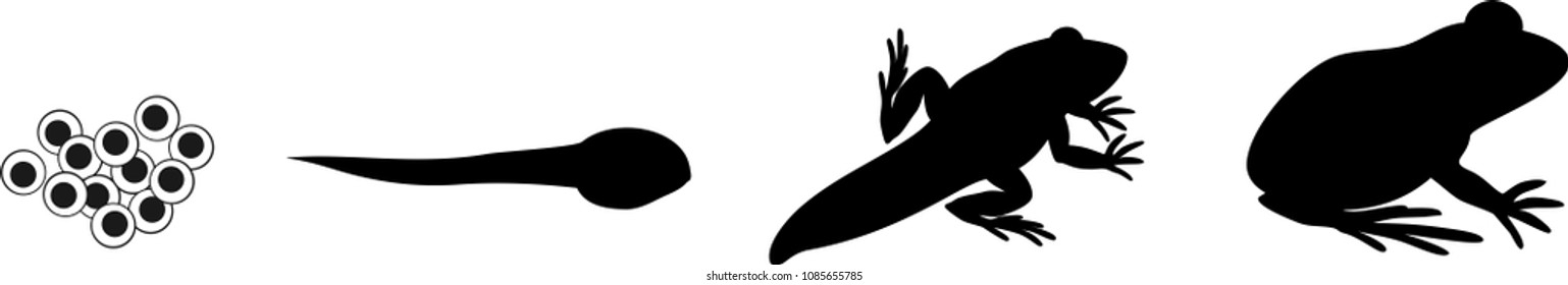 Silhouettes Four Stages Frog Development Stock Vector Royalty Free Silhouettes Four Stages Frog Development Stock Vector Royalty Free