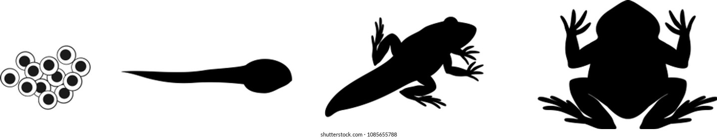 Silhouettes Four Stages Frog Development Stock Vector Royalty Free Silhouettes Four Stages Frog Development Stock Vector Royalty Free