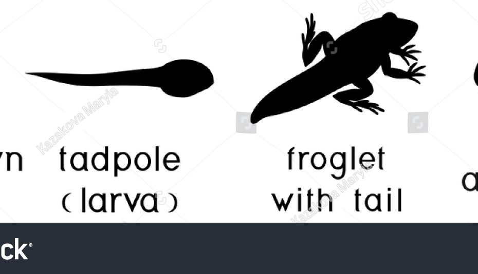 Silhouettes Four Stages Frog Development Titles Stock Vector Royalty