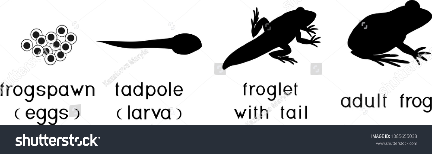 Silhouettes Four Stages Frog Development Titles Stock Vector Royalty Silhouettes Four Stages Frog Development Titles Stock Vector Royalty