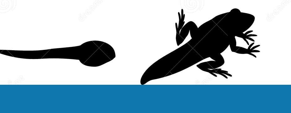 Silhouettes Of Four Stages Of Frog Development Stock Vector