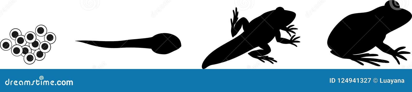 Silhouettes Of Four Stages Of Frog Development Stock Vector Silhouettes Of Four Stages Of Frog Development Stock Vector