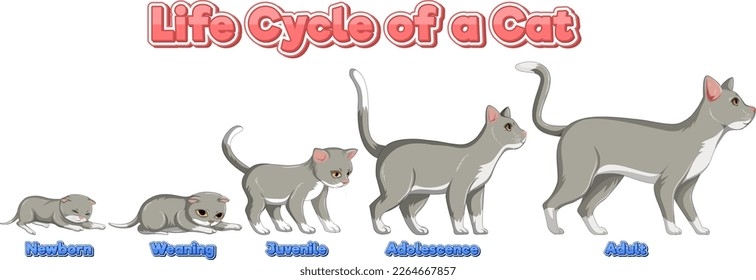 Life Cycle of a Cat Life Cycle of a Cat