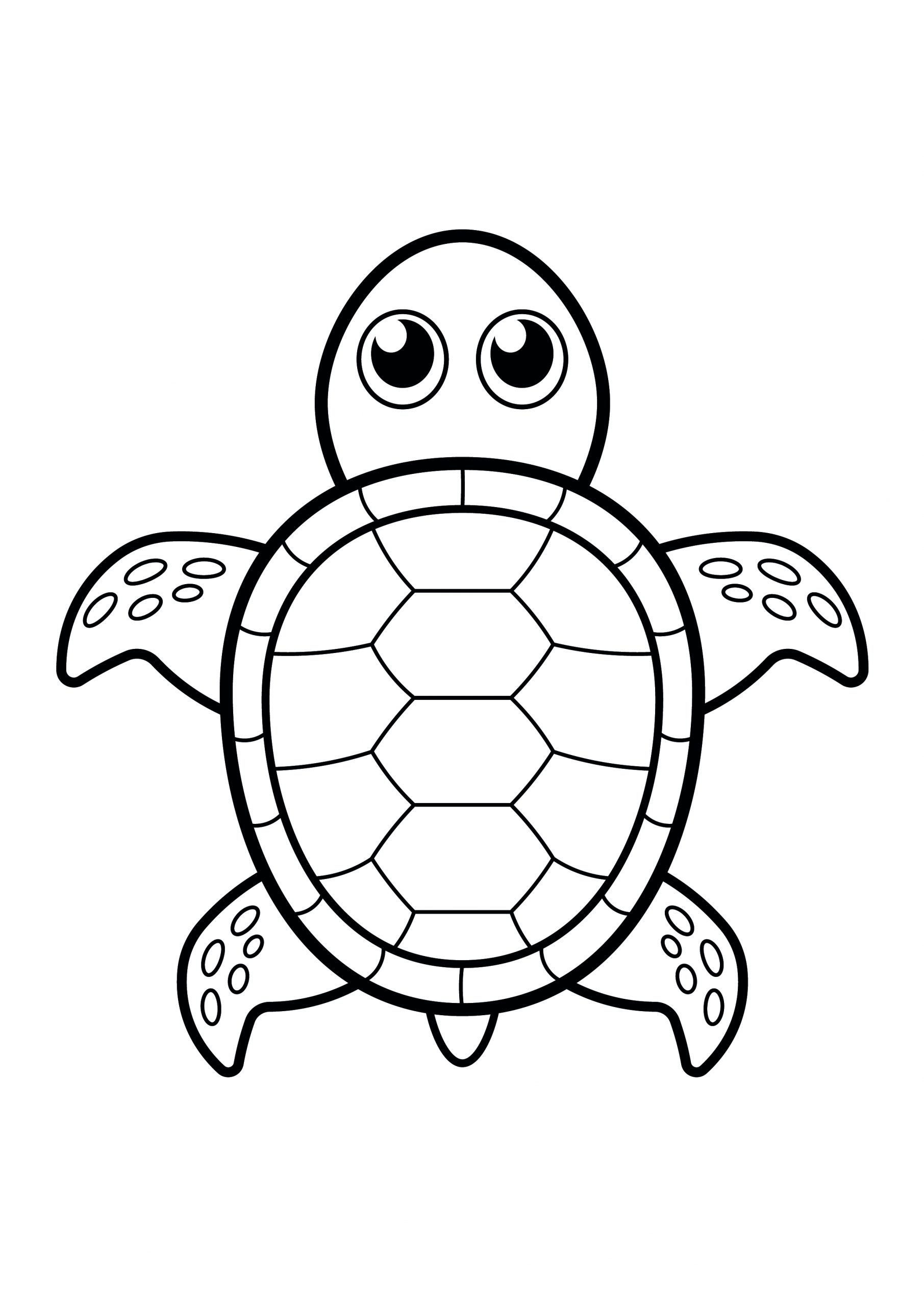 turtle picture to colour turtle picture to colour