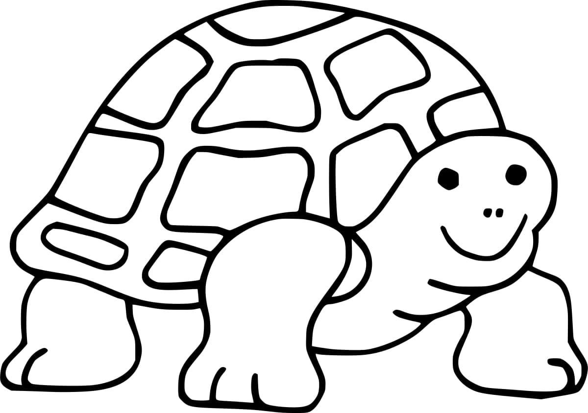 what color is a tortoise what color is a tortoise
