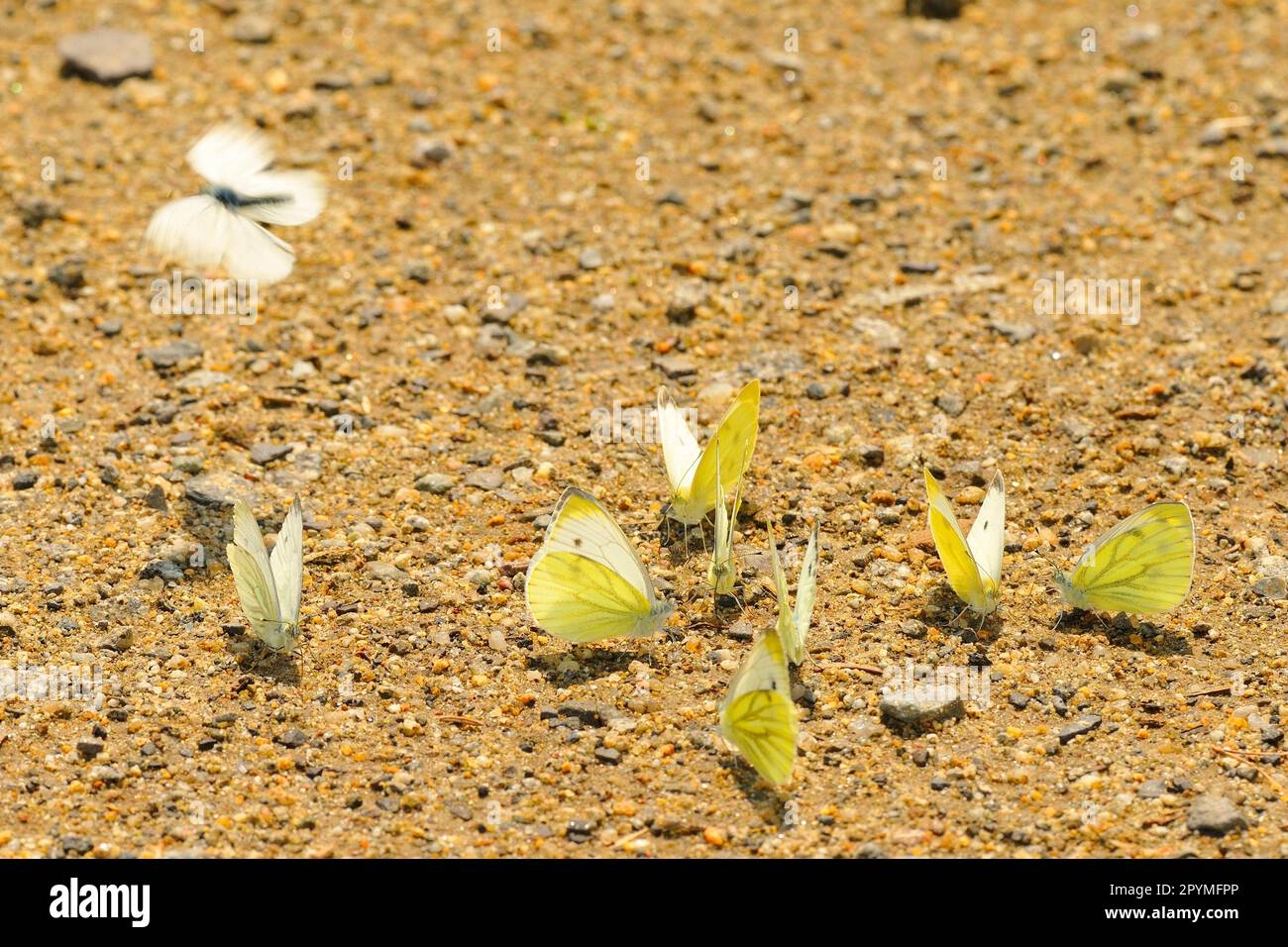 Small Cabbage White Butterfly Stock Photo Alamy Small Cabbage White Butterfly Stock Photo Alamy