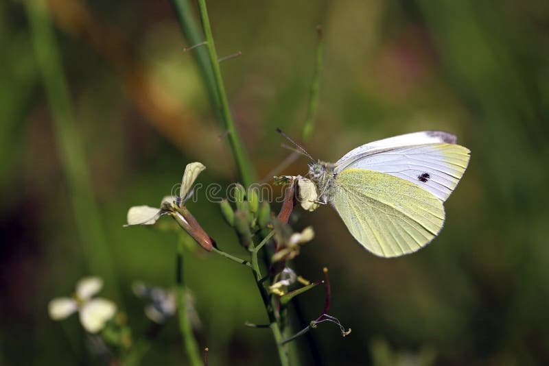 Small Cabbage White Butterfly Stock Photo Image Of Common Black Small Cabbage White Butterfly Stock Photo Image Of Common Black