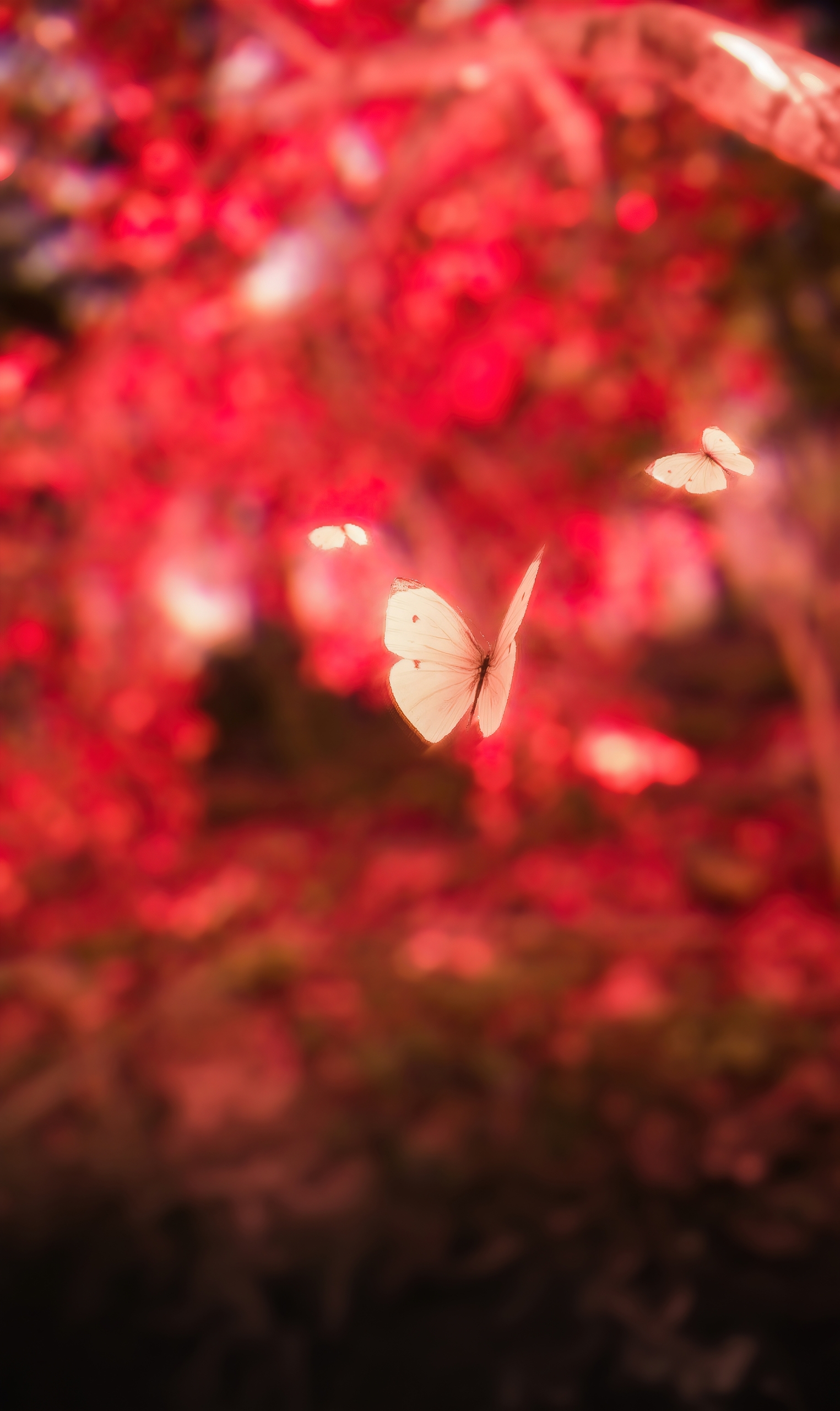Small Cabbage White Butterfly Small Cabbage White Butterfly
