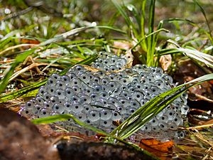 Spawn biology Facts For Kids Spawn biology Facts For Kids