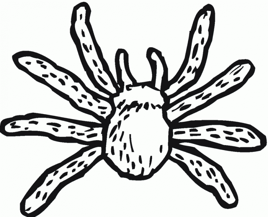 free printable spider coloring page free printable spider coloring page