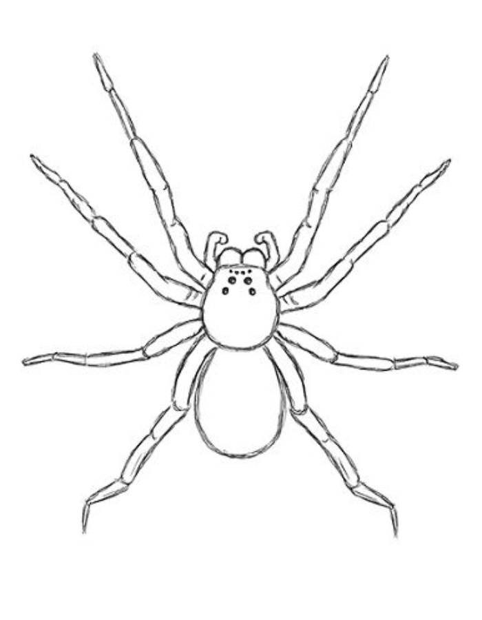 Spider Coloring Pages Free Printable PDF Spider Coloring Pages Free Printable PDF