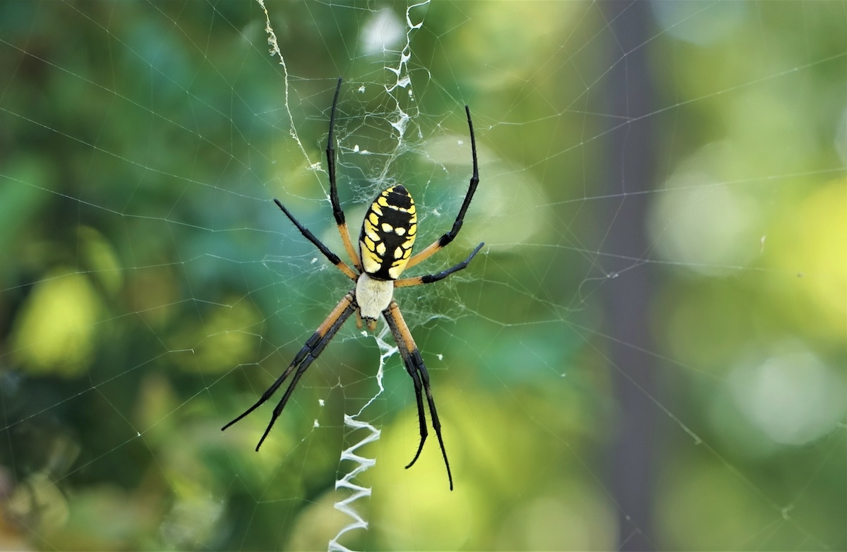 Spider Spotlight Yellow Garden Spider Drive Bye Pest Exterminators Spider Spotlight Yellow Garden Spider Drive Bye Pest Exterminators