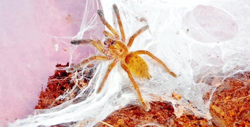 yellow colored spider yellow colored spider