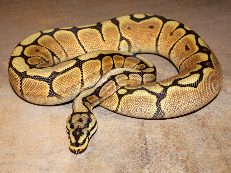 Spider Yellow Belly Morph List World Of Ball Pythons Spider Yellow Belly Morph List World Of Ball Pythons