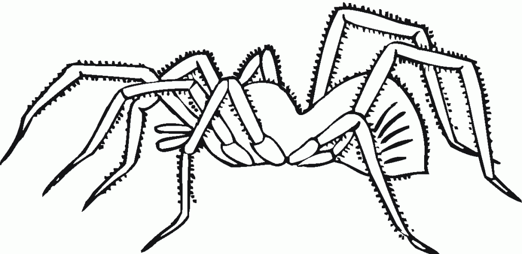 Spiders Coloring Pages Coloring Home Spiders Coloring Pages Coloring Home