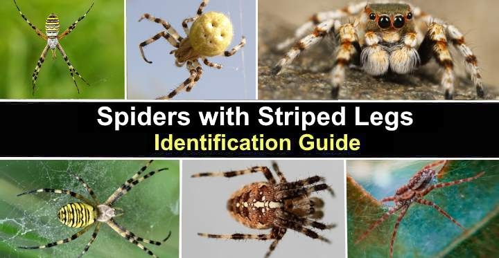 Spiders With Striped Legs with Pictures Identification Guide Spiders With Striped Legs with Pictures Identification Guide